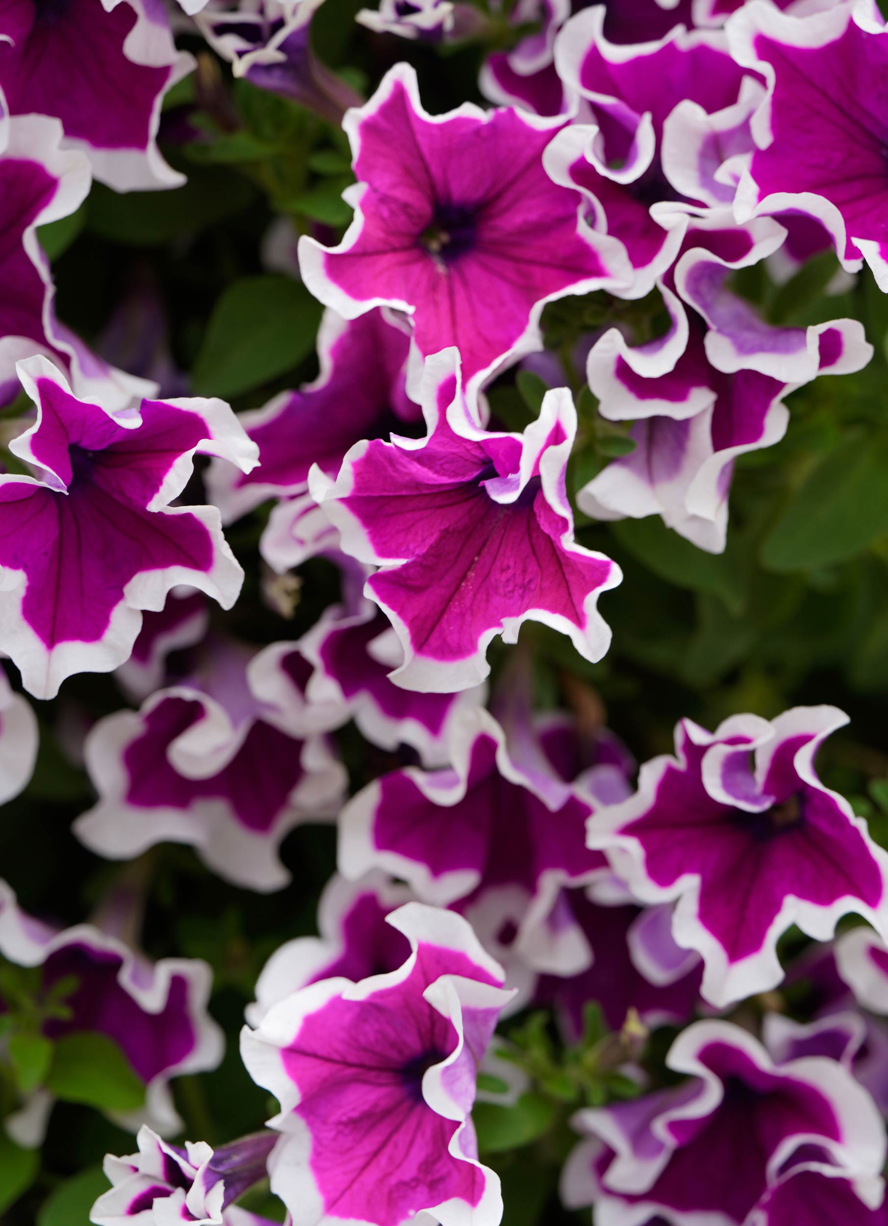 plantes annuelles en serres a quebec