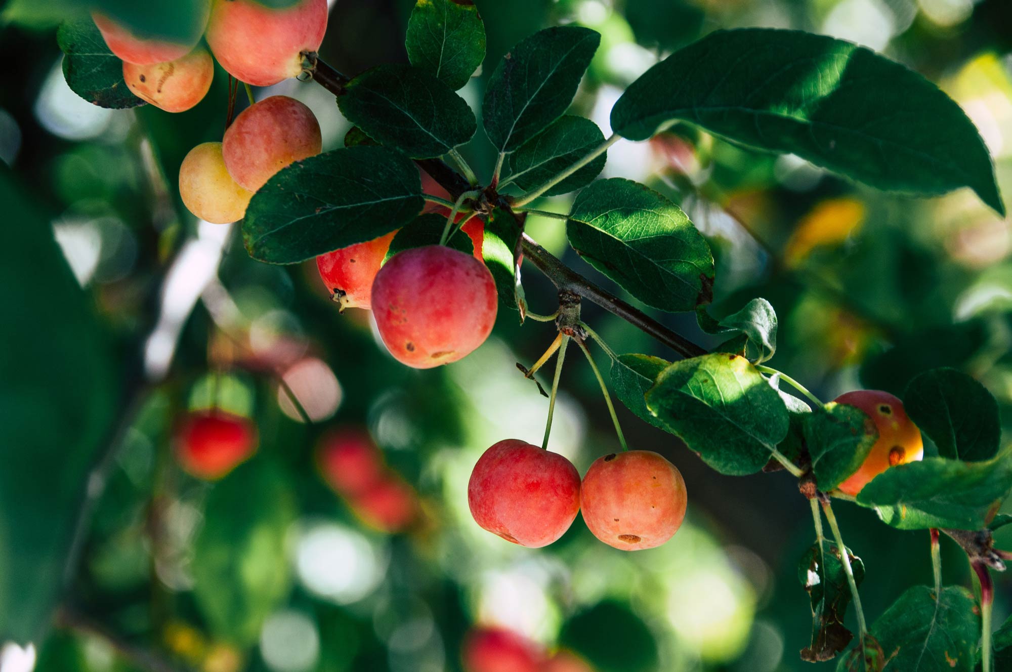 arbres fruitiers a quebec pepiniere