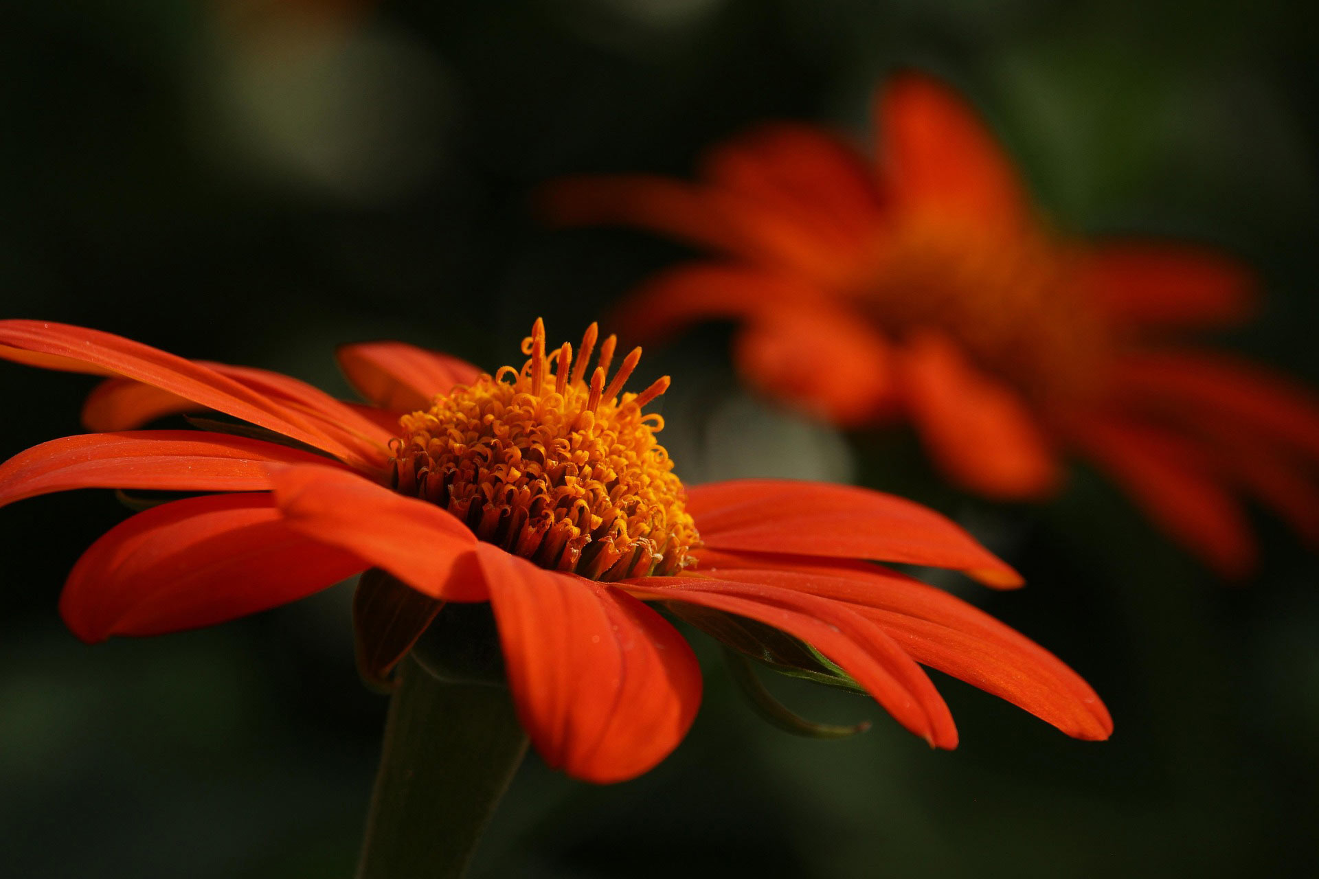 plantes vivaces a quebec production en serres