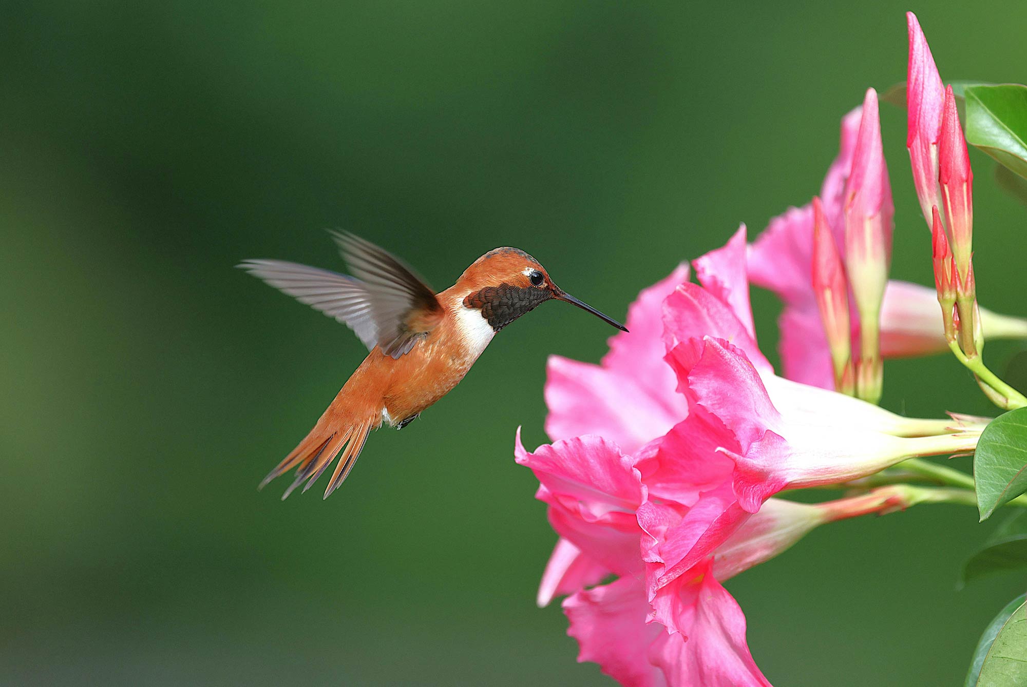 ornithologie a quebec