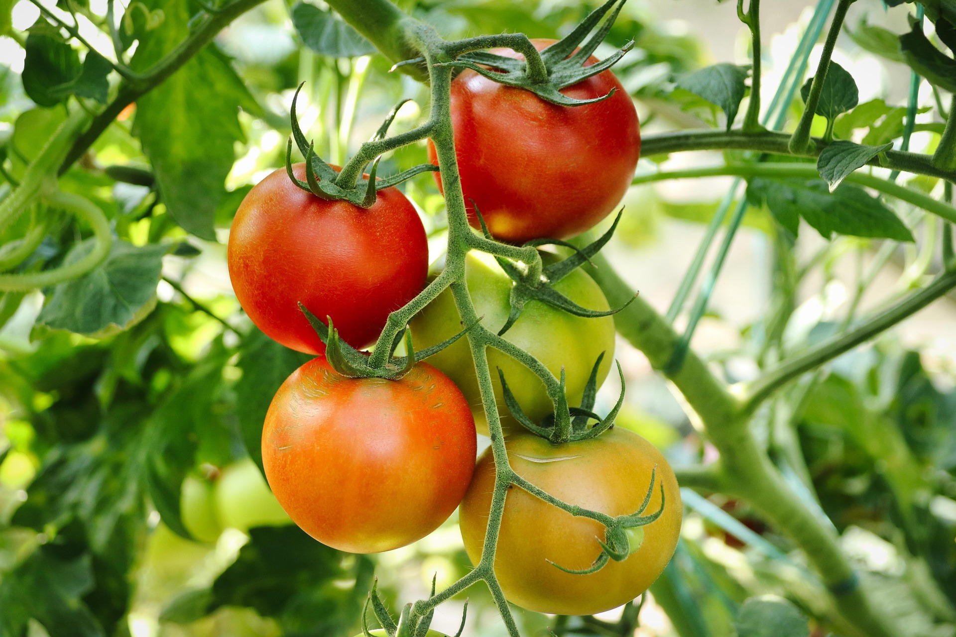 potager production en serres a quebec