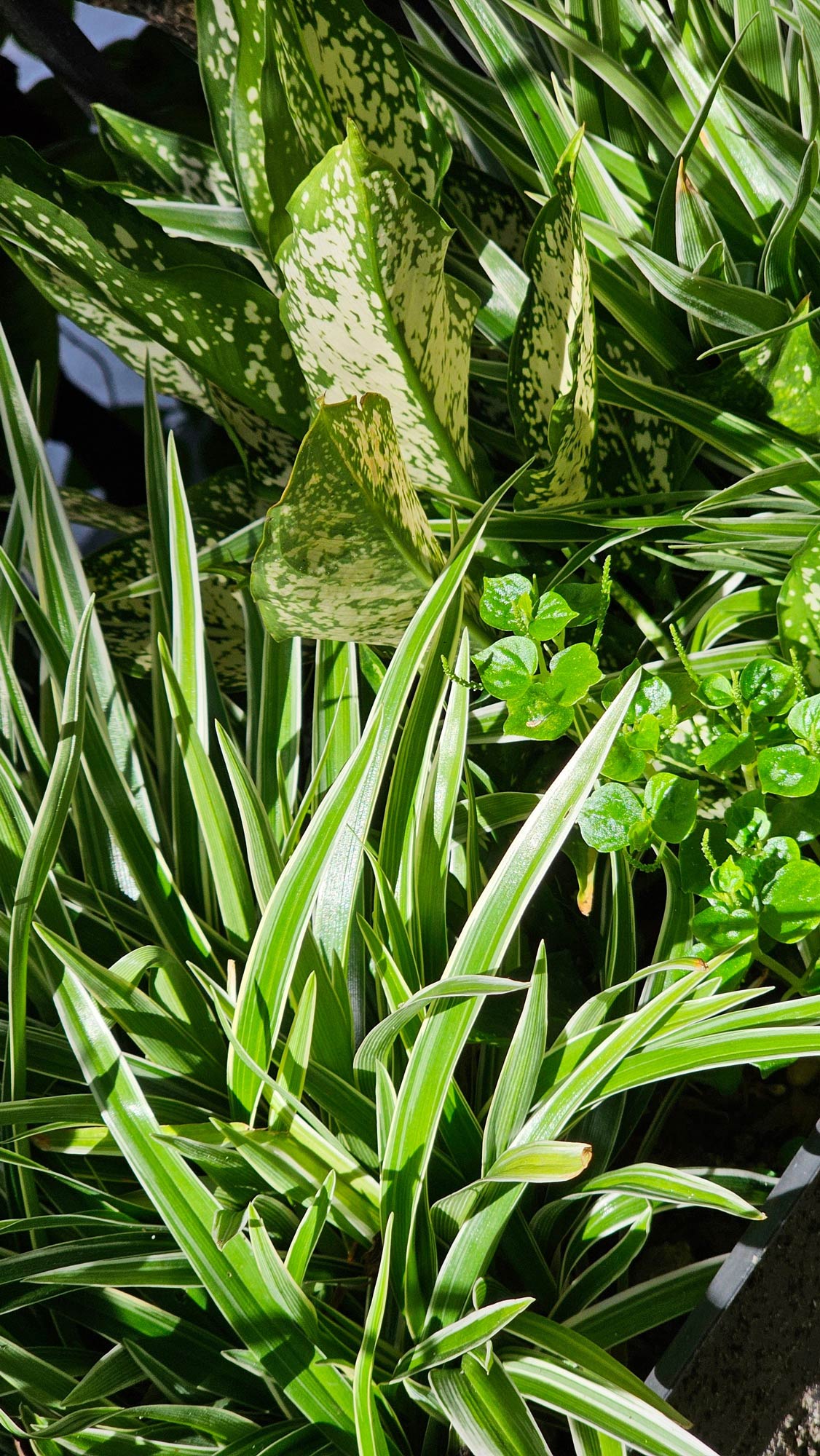 plantes vertes a quebec