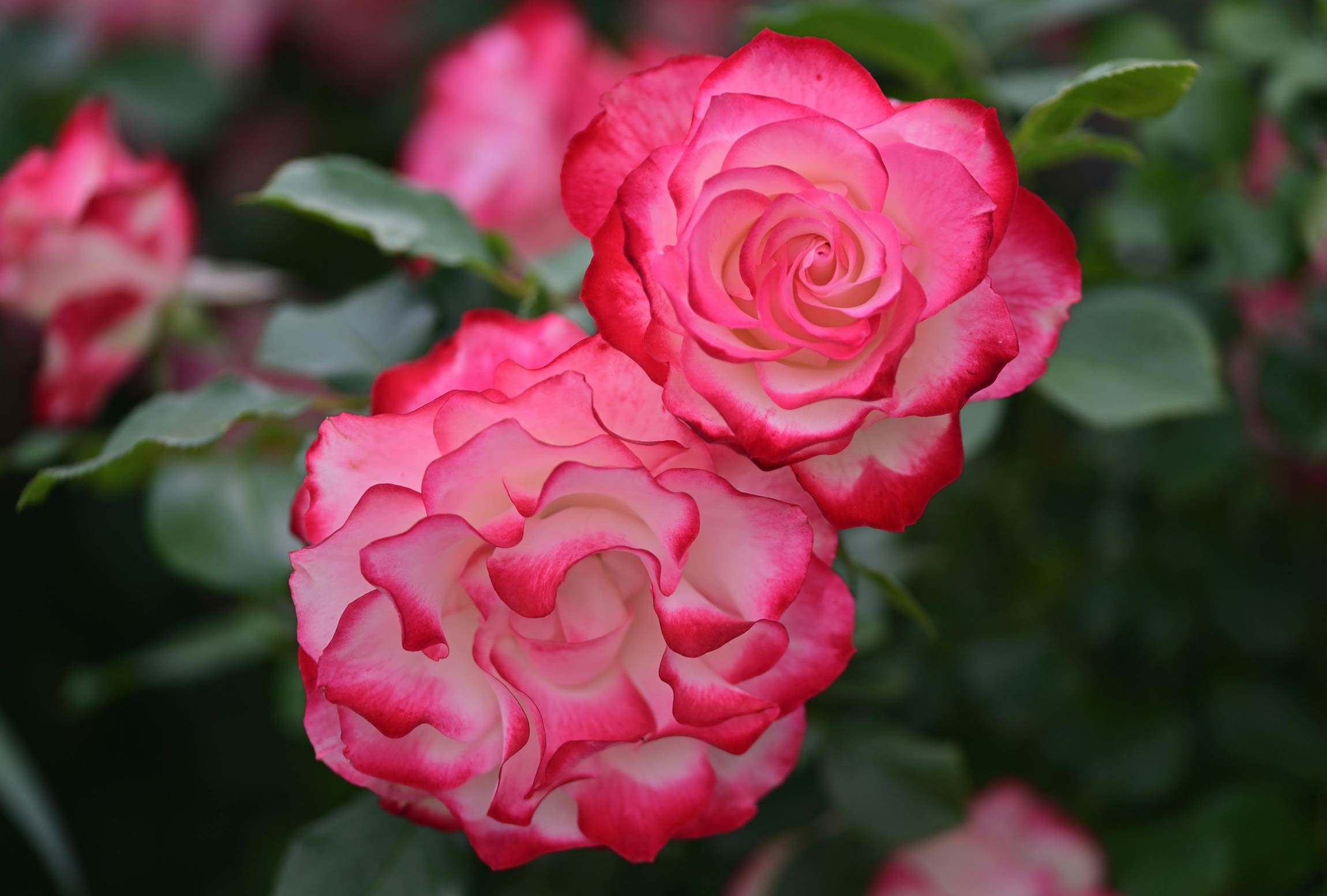 rosiers a quebec pepiniere