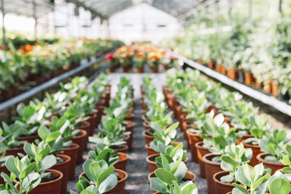 production en serres annuelles vivaces & potager