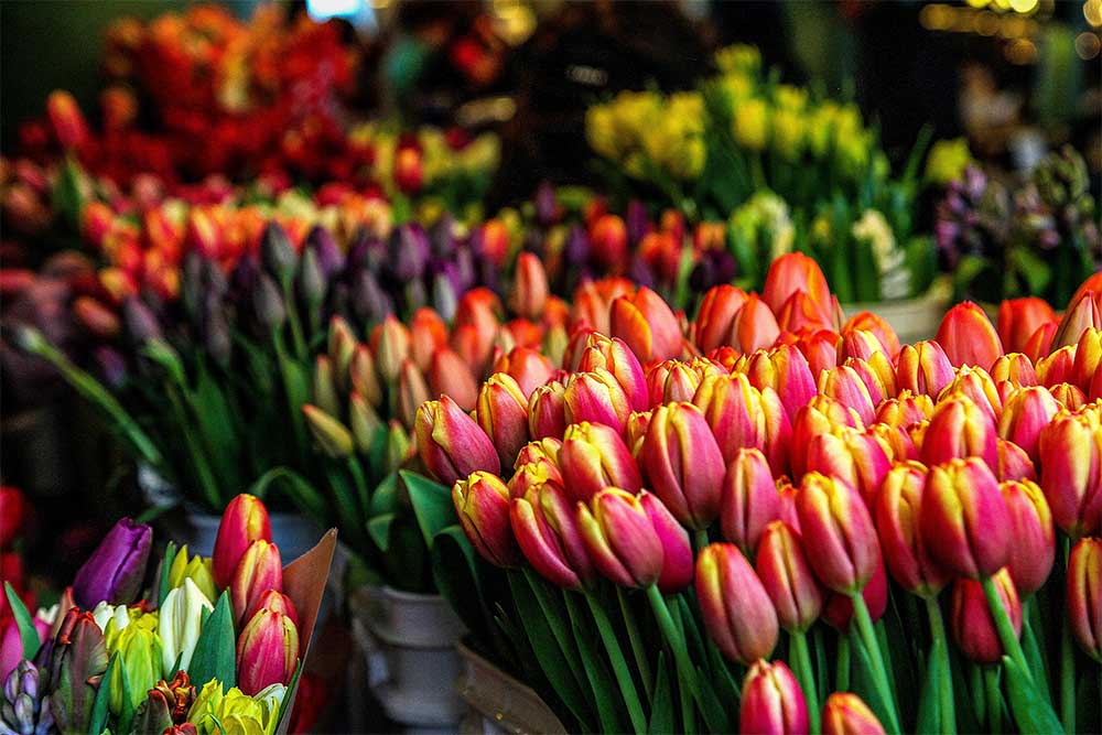 fleurs fraiches et coupees a quebec fleuristerie
