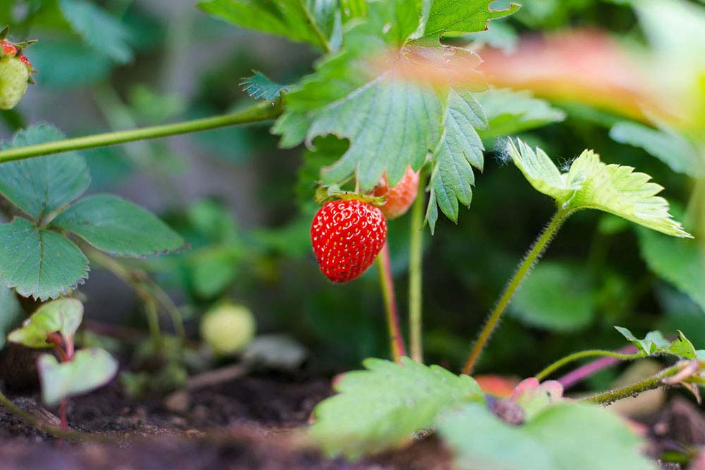 petits fruits a quebec pepiniere